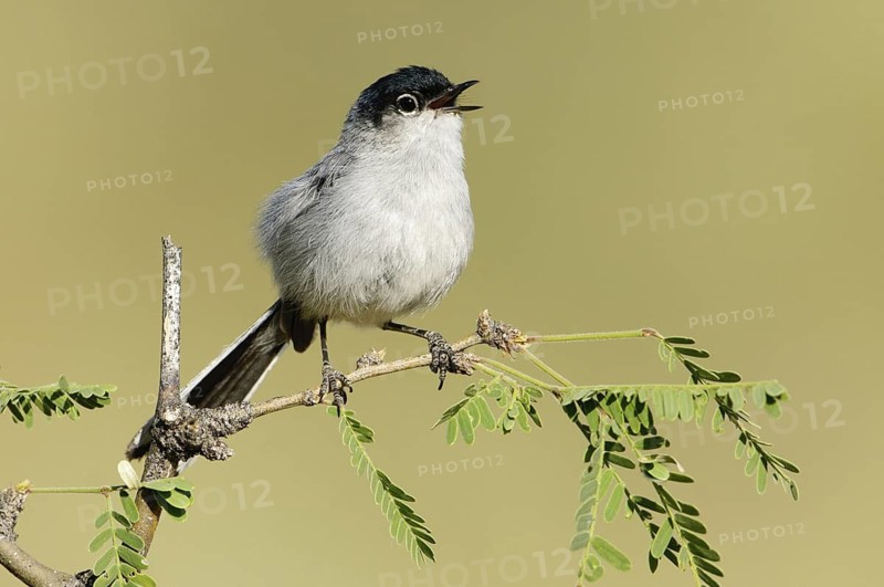 Black-tailed Gnatcatcher (Polioptila melanura), Arizona, USA