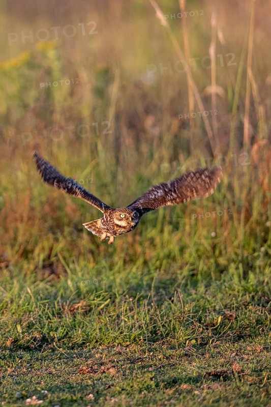 Little owl (Athene noctua), flying, Emsland, Lower Saxony, Germany