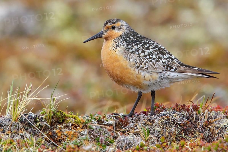 Red Knot (Calidris canutus) perched on the tundra in Nome, Alaska