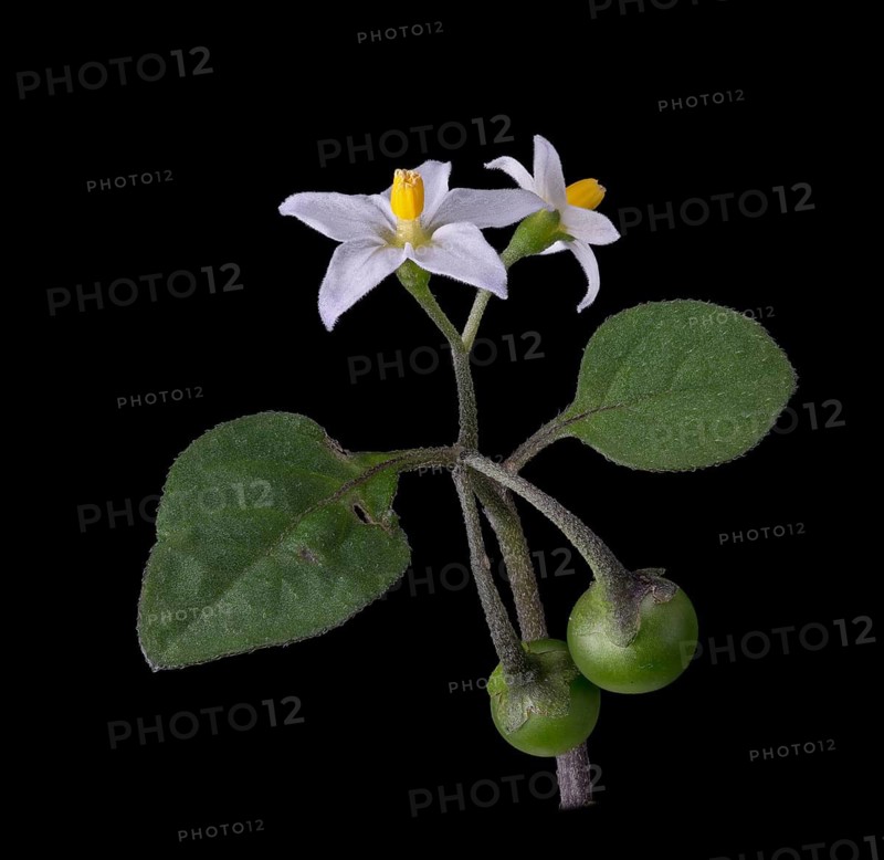 European Black Nightshade (Solanum nigrum), Black Nightshade, flower, seed head, Germany