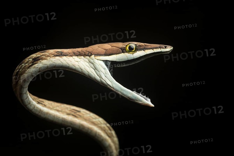 Brown vine snake (Oxybelis aeneus) in a lowland rainforest in Costa Rica