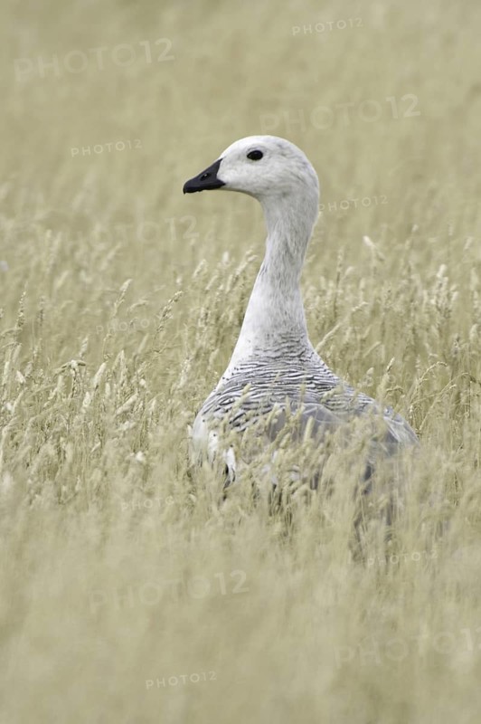 Upland Goose (Chloephaga picta) male, Falkland Islands