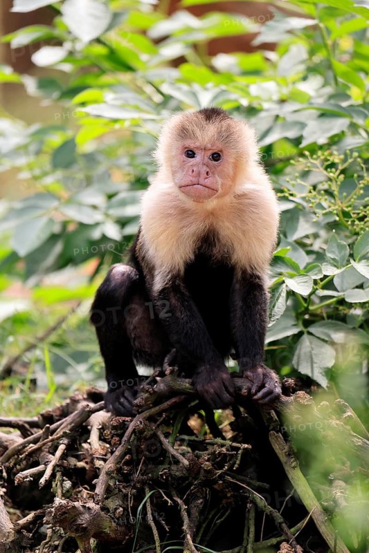 White-shouldered capuchin monkey (Cebus capucinus), adult, on the ground, alert, South America