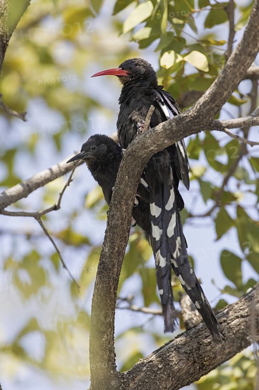 Violet Wood Hoopoe (Phoeniculus damarensis) juvenile, Oshikoto, Etosha National Park, Namibia