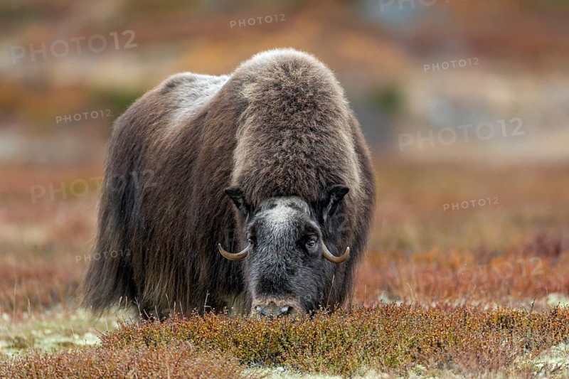 A musk ox cow (Ovibos moschatus) grazing the shoots of dwarf birch trees, autumn, autumn landscape, Ruska, Tundra landscape, September, Norway