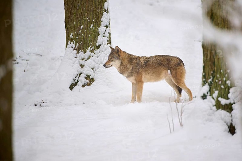 Solitary wolf in the winter snowy landscape between trees, Winter, Wolf (Canis lupus), Germany