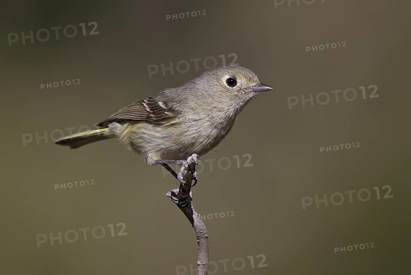 USA, Arizona, April
