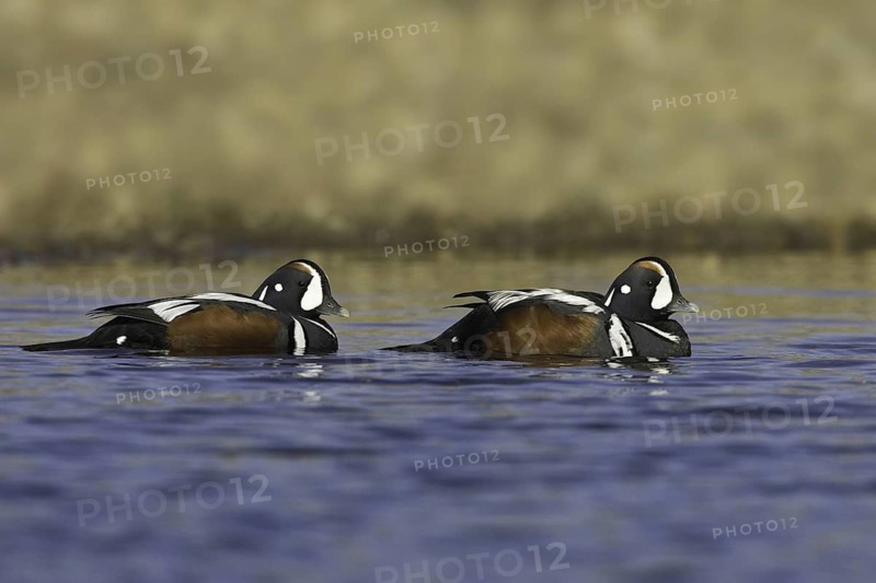 Harlequin Duck (Histrionicus histrionicus) male, Iceland