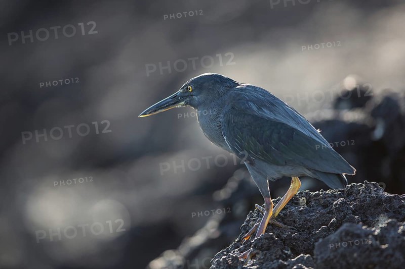 Lava Heron (Butorides sundevalli), Galapagos, Ecuador
