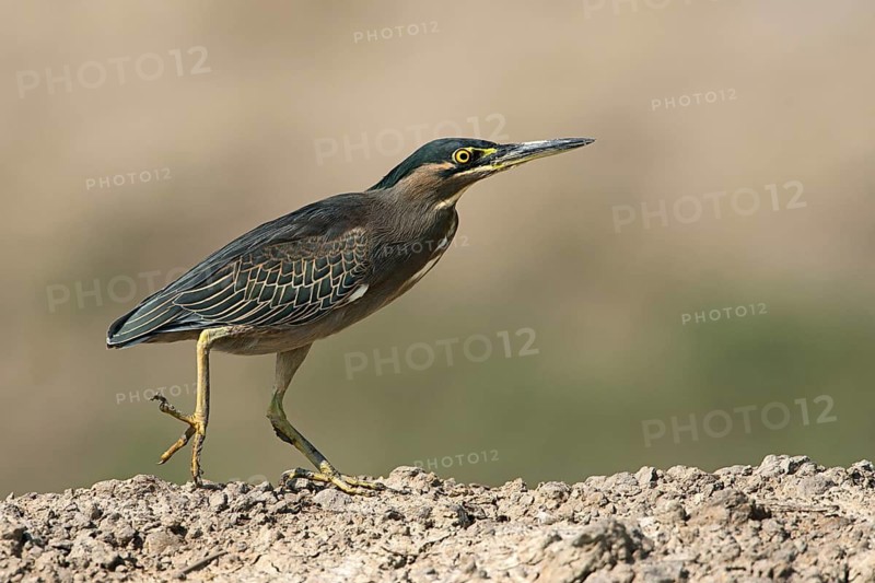 Striated Heron (Butorides striata), West Bengal, India