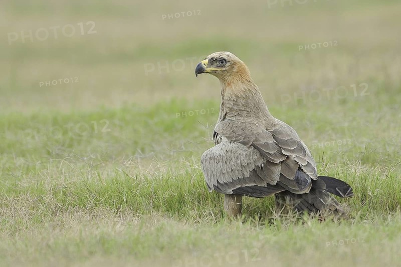 Tawny Eagle (Aquila rapax), India