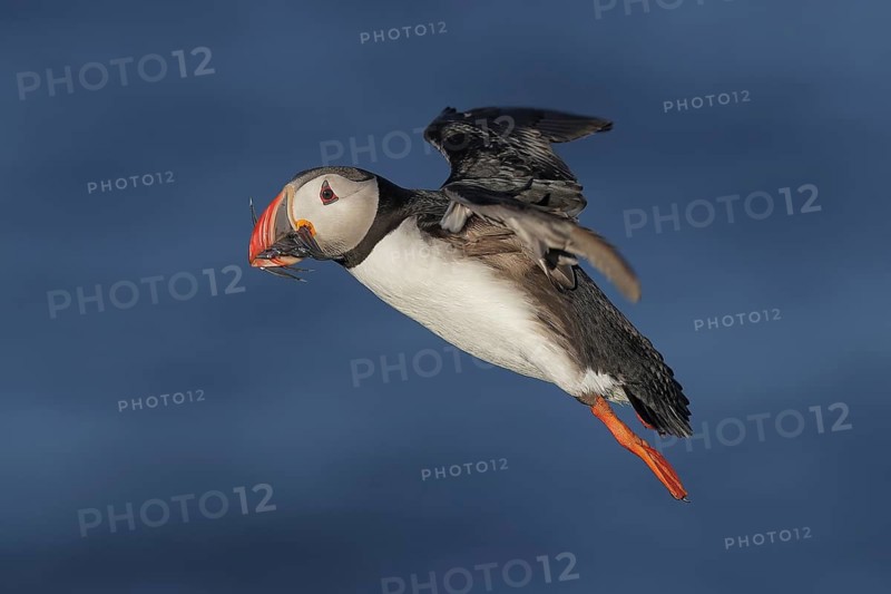 Atlantic Puffin (Fratercula arctica) flying, Iceland