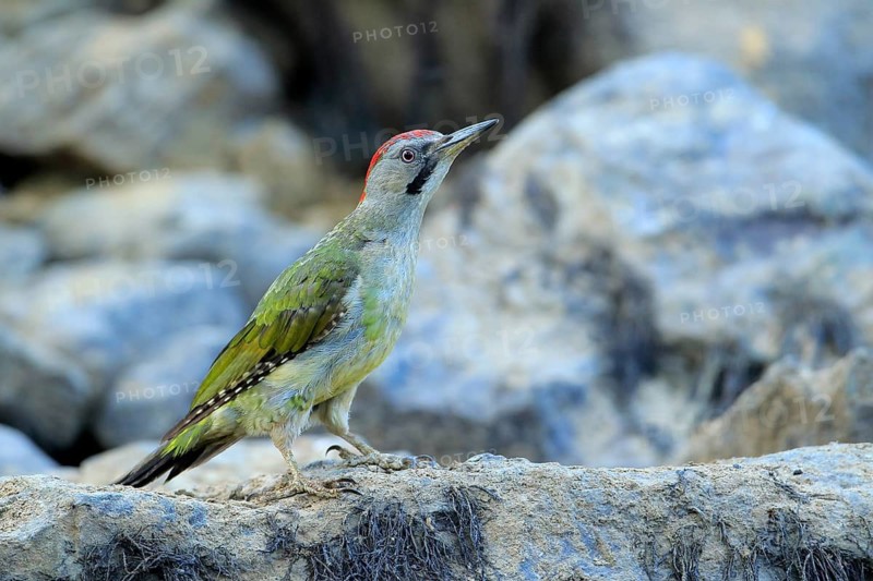 European Green Woodpecker (Picus viridis) female, Andalusia, Spain