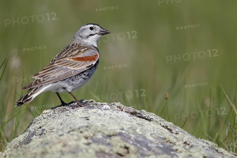 McCown's Longspur (Calcarius mccownii) perched on a branch in Alberta, Canada