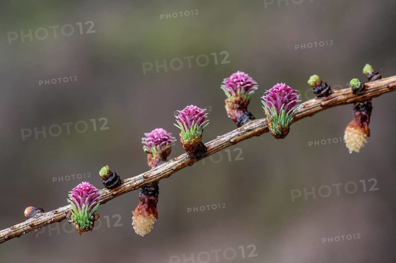 Larch blossoms (Larix decidua), Emsland, Lower Saxony, Germany