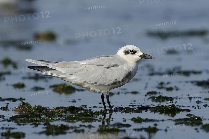 Gull-billed Tern (Gelochelidon nilotica), Malindi, Kenya