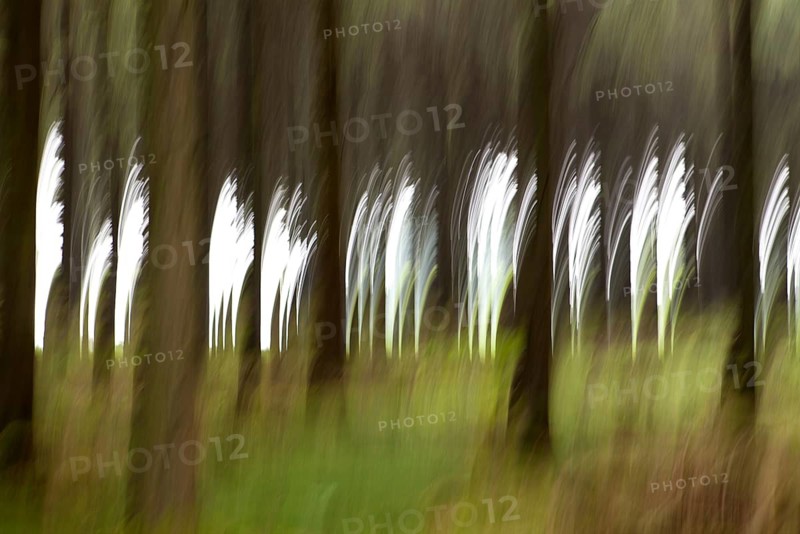 Fireworks in the forest, wiping effect, long-term exposure