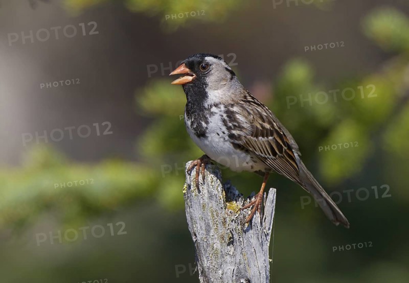 Canada, Manitoba, June, breeding male
