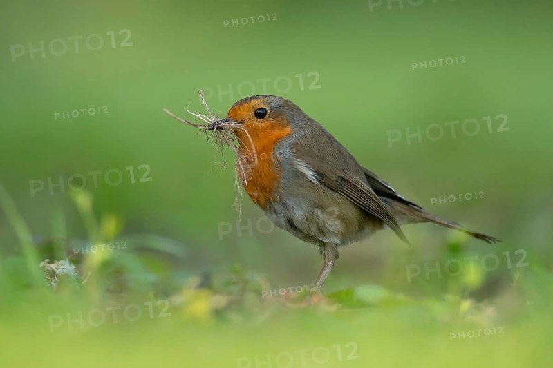 European robin (Erithacus rubecula) adult garden bird with nesting material in its beak in spring, Suffolk, England, United Kingdom
