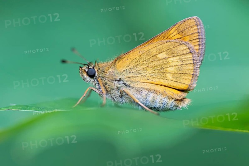 Large skipper (Ochlodes sylvanus), Ahlhorn, Lower Saxony, Netherlands