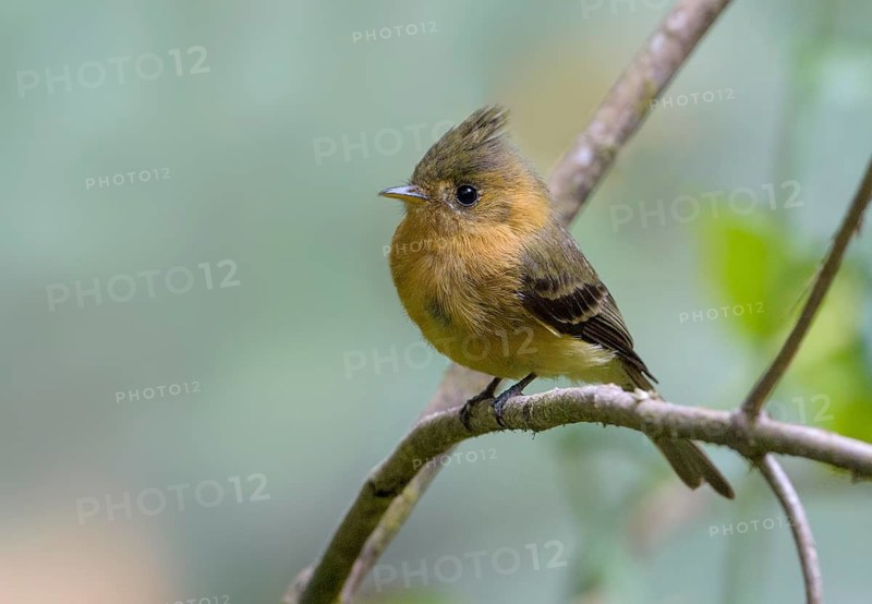 Tufted Flycatcher (Mitrephanes phaeocercus) at San Gerrardo De Dota, Costa Rica