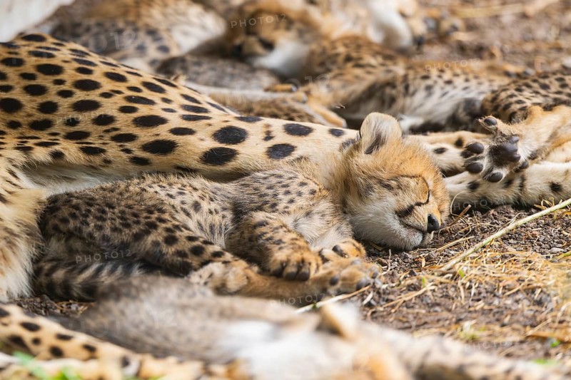 Cheetah (Acinonyx jubatus) youngster lying next to its mother, captive, occurrence Africa