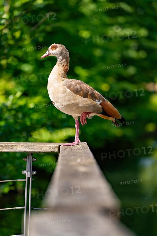 A goose stands on a railing with a green background as if it were balancing, Stadtpark Kleb, Nagold, Black Forest, Germany
