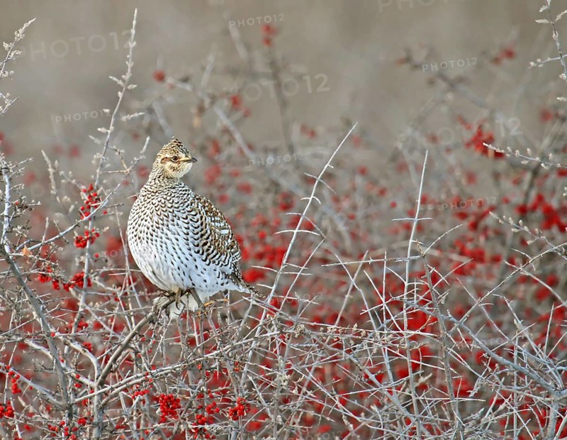 A Sharp-tailed Grouse, Tympanuchus phasianellus, perched on a buffalo berry shrub in Elbow, Saskatchewan in winter