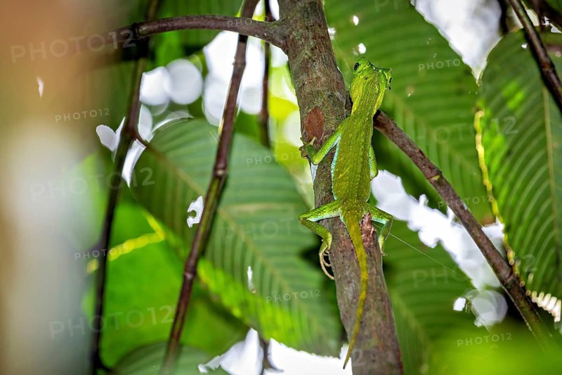 Green chameleon well camouflaged between leaves and branches in the tropical jungle, a hump-nosed lizard (Lyriocephalus scutatus) in the jungle of Ratnapura in Sri Lanka