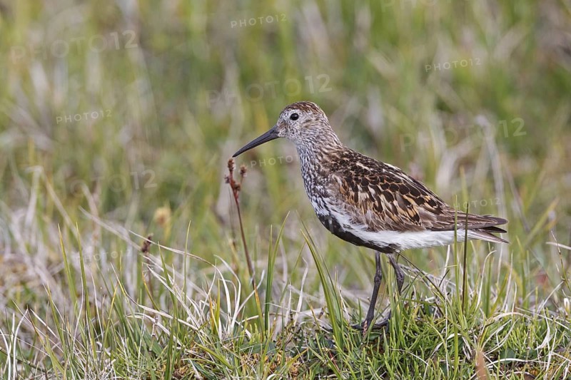 Dunlin (Calidris alpina), Iceland