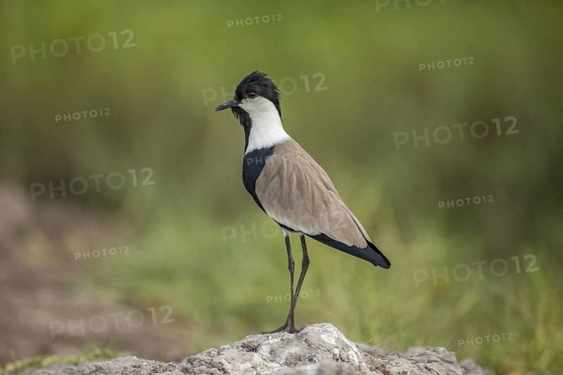 Spur-winged Lapwing (Vanellus spinosus), Gambia