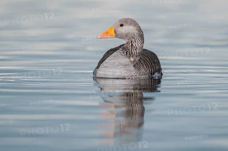 Greylag Goose (Anser anser), Iceland