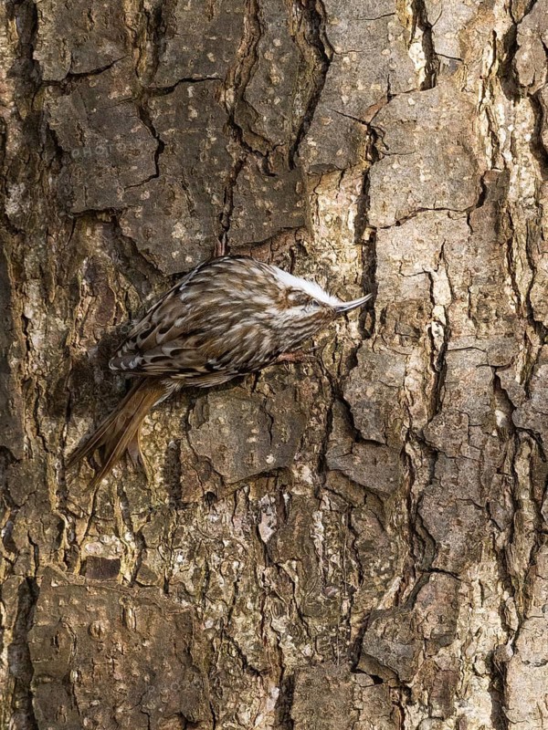 Tree Creeper (Certhia familiaris), on a tree stem, searching for insects under the bark, also the image shows how well its plumage is camouflaged against the tree bark, Hesse, Germany