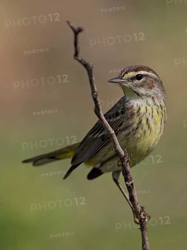Palm Warbler (Setophaga palmarum palmarum), Cuba