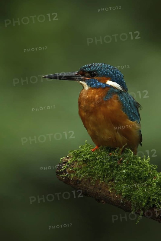Common Kingfisher (Alcedo atthis) male, Utrecht, Netherlands
