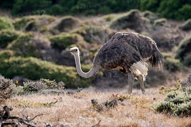 South African ostrich (Struthio camelus australis), adult, female, foraging, alert, Cape of Good Hope, Table Mountain National Park, Western Cape, South Africa