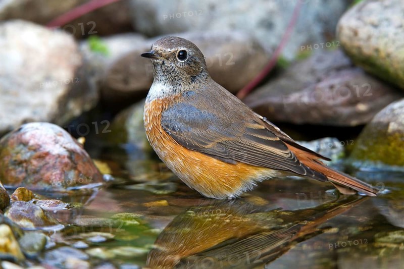 Common Redstart (Phoenicurus phoenicurus) young male at little stream, Mecklenburg-Western-Pomerania, Germany