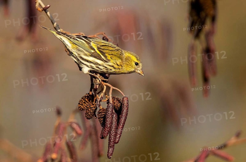 Eurasian Siskin (Spinus spinus) female perched on a branch, Baden-Wuerttemberg, Germany