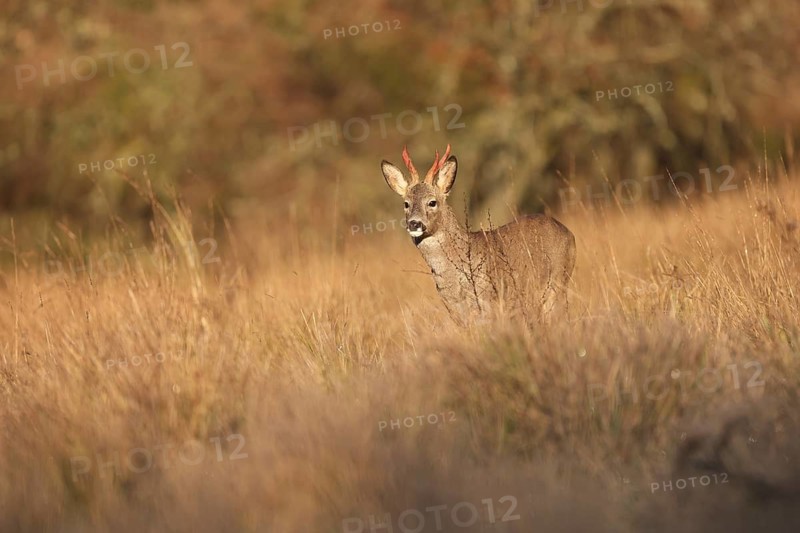 A roe deer stands alertly amidst tall grasses in a sunlit golden field. The autumn backdrop and warm light create a serene and natural wildlife scene