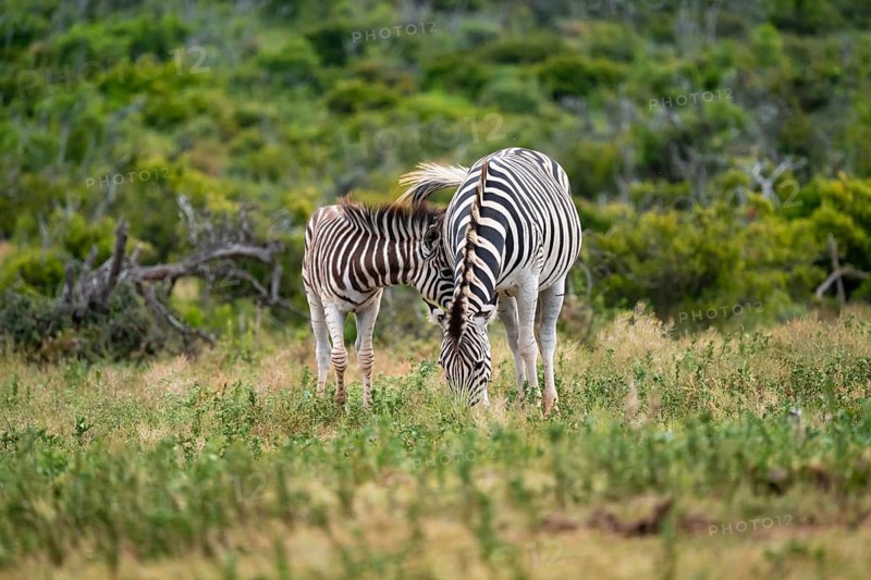 Burchell's zebra (Equus quagga burchelli) with young, Addo Elephant National Park, Eastern Cape, South Africa