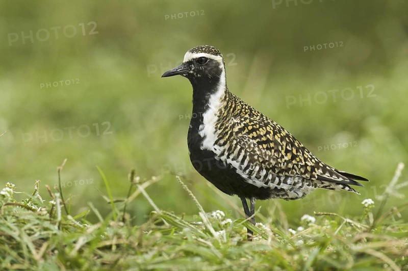 Pacific Golden Plover (Pluvialis fulva), Hawaii, USA
