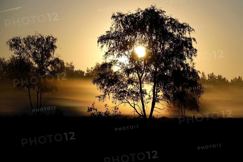 Morning atmosphere in a heath landscape, morning sun and fog, summer, Germany