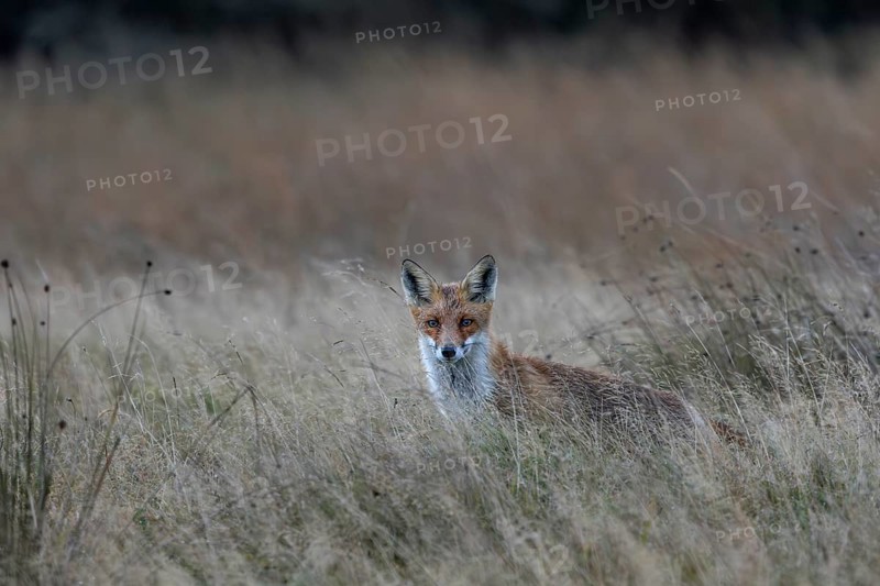 Red fox (Vulpes vulpes) hunting for mice in a natural meadow, hunting, attracting, rainy, October, Denmark