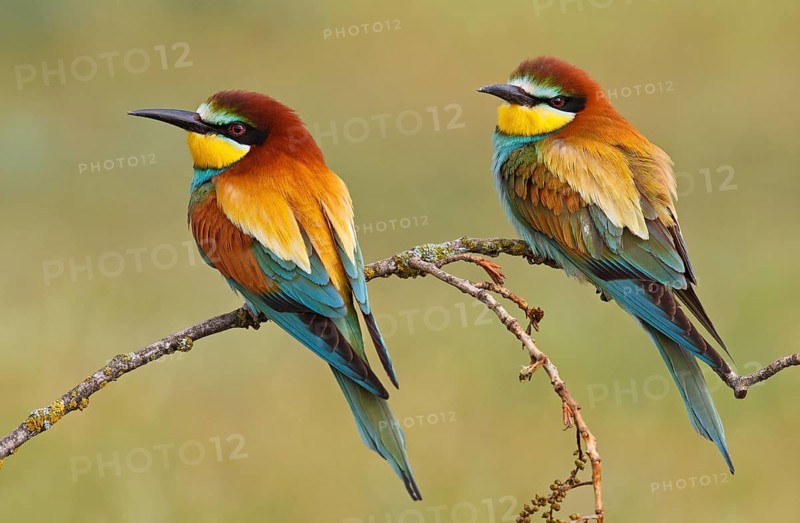 European Bee-eater (Merops apiaster) pair, Castile, Spain