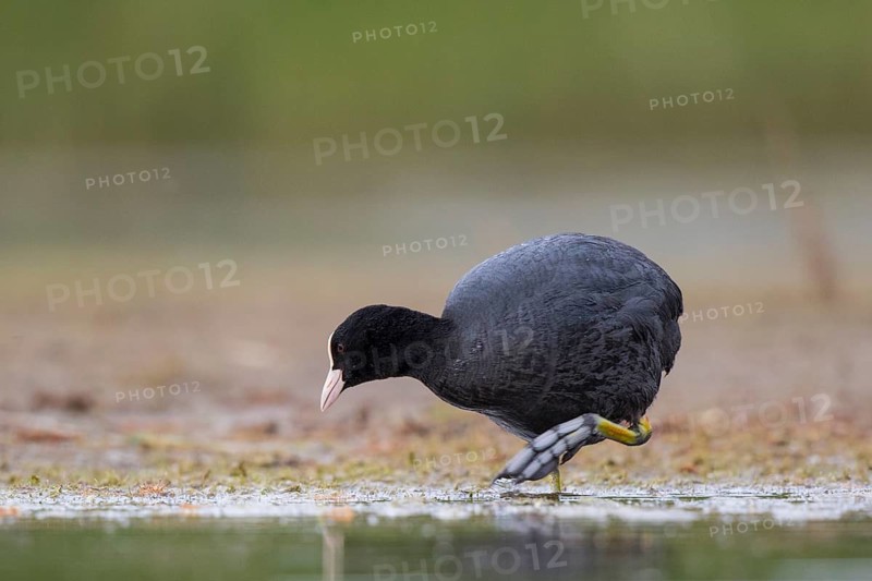 Eurasian Coot (Fulica atra), North Rhine-Westphalia, Germany