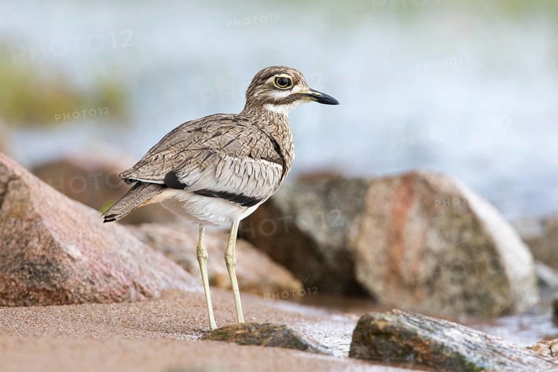 Water Thick-knee (Burhinus vermiculatus), Spekes Bay, Tanzania