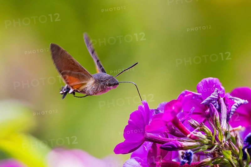 Pigeon tail (Macroglossum stellatarum), close-up, flying and hovering with its long, unrolled proboscis and open wings in front of a purple blooming garden flower in which it collects nectar, Hesse, Germany