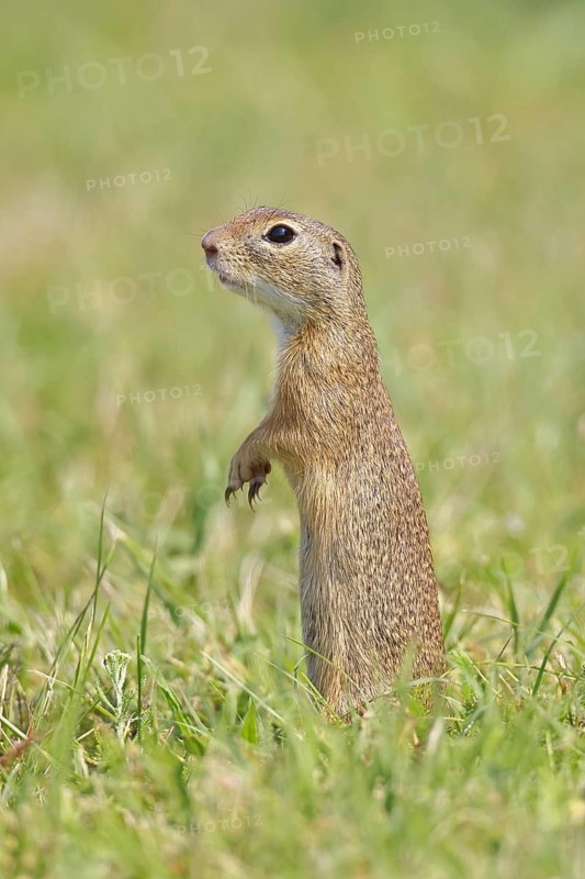 European ground squirrel (Spermophilus citellus) standing upright in a meadow, Burgenland Austria