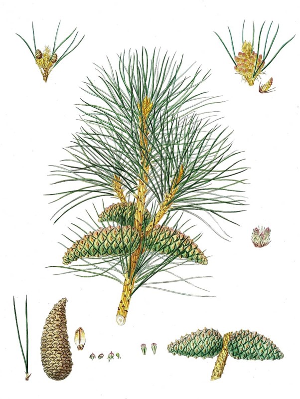 Black pine, subspecies Pinus nigra subsp. pallasiana, Pinus nigra, Black spruce pine, tree, digitally enhanced reproduction of an original by Aylmer Bourke Lambert (1761 - 1842), English botanist, published around 1810
