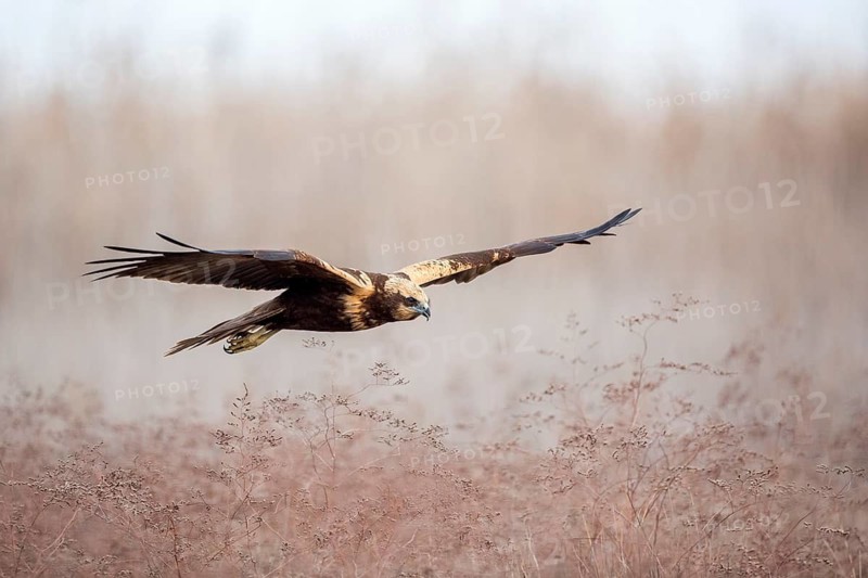 Western Marsh Harrier (Circus aeruginosus) female flying, Castile-La Mancha, Spain